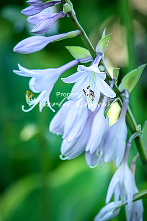 Hosta 2 - July 02, 2024 Rural Minnesota