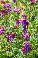American Vetch 7 - June 05, 2024 - Fetterman Massacre Monument Wyoming