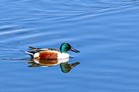 Northern Shoveler 12 - April 11, 2025 - Lund Waterfowl Production Area