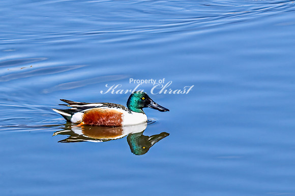 Northern Shoveler 12 - April 11, 2025 - Lund Waterfowl Production Area