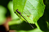Black Damselfly - August 10, 2023 Lake Vermillion Recreation Area