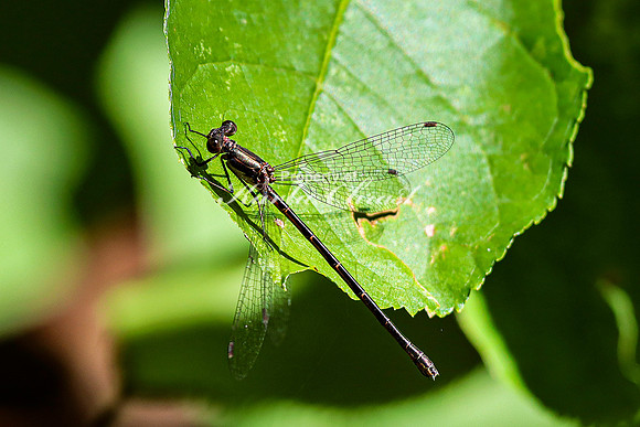 Black Damselfly - August 10, 2023 Lake Vermillion Recreation Area