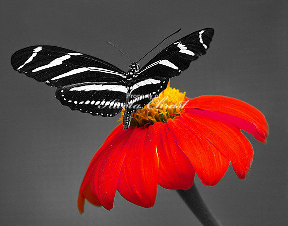Zebra Longwing on Red Flower - August 12, 2009