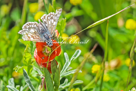 Common Checkered Skipper 7 - June 6,2024 - Little Bighorn Battlefield National Monument