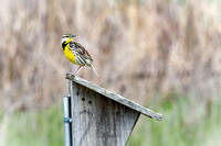 Western Meadowlark 31 - May 08, 2024 DeSoto National Wildlife Refuge
