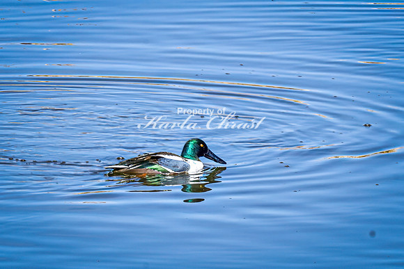 Northern Shoveler 20 - April 11, 2025 - Lund Waterfowl Production Area