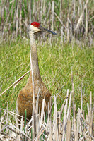 Sandhill Crane 6  - May 10, 2024 Union Slough National Wildlife Refuge