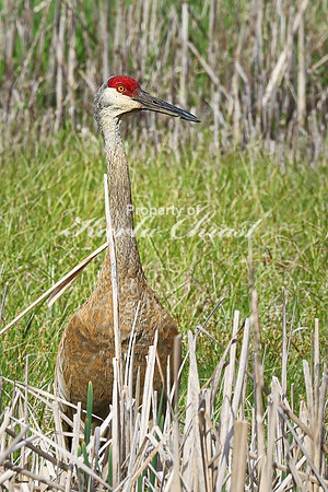 Sandhill Crane 6  - May 10, 2024 Union Slough National Wildlife Refuge