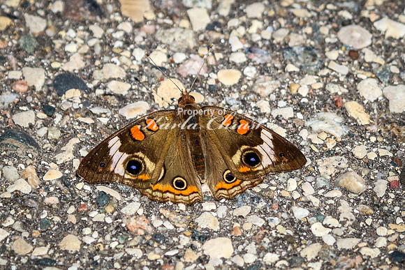 Common Buckeye 4 - May 26, 2024 Casey Jones State Trail Minnesota