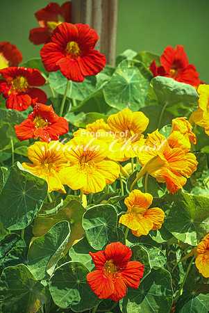 Nasturtium