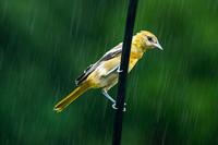 Baltimore Oriole 6 - August 05, 2023
