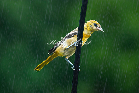 Baltimore Oriole 6 - August 05, 2023
