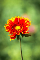 Blanket Flower 5 - July 02, 2024 Rural Minnesota