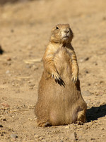 Black-tailed Prairie Dog 1 - August 12, 2009