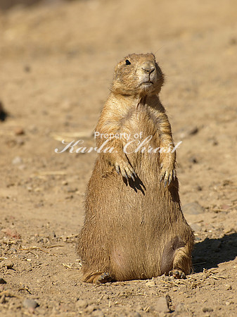 Black-tailed Prairie Dog 1 - August 12, 2009