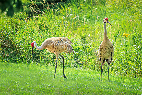 Sandhill Crane 22 - July 30, 2024 North Country National Scenic Trail