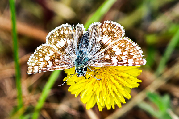 Common Checkered Skipper 14 - June 7, 2024 Keyhole State Park Wyoming