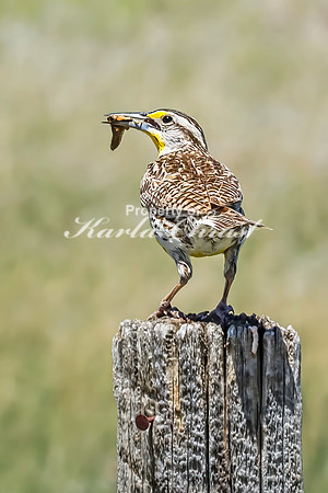 Western Meadowlark 13- June 05, 2024 - Fetterman Massacre Monument Wyoming