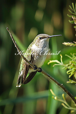 Ruby-throated Hummingbird 33 - September 1,  2023 Oakwood Lakes State Park