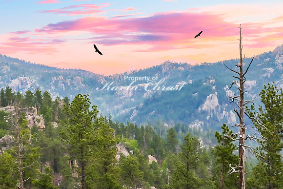 Custer State Park 52 - June 12, 2023