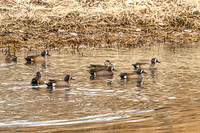 Blue-winged Teal 9 - March 24, 2025 Lewis and Clark Recreation Area