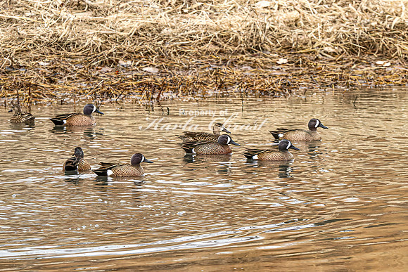 Blue-winged Teal 9 - March 24, 2025 Lewis and Clark Recreation Area