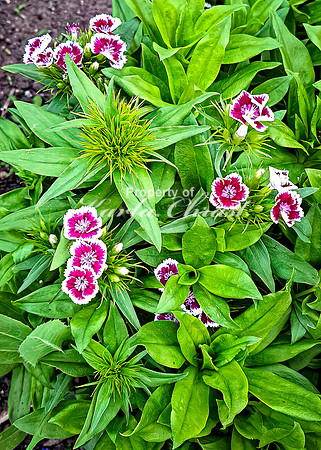 Dianthus 2 - June 07, 2024