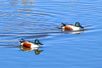 Northern Shoveler 13 - April 11, 2025 - Lund Waterfowl Production Area