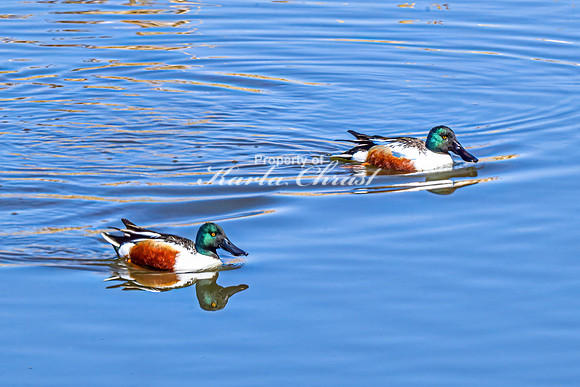 Northern Shoveler 13 - April 11, 2025 - Lund Waterfowl Production Area