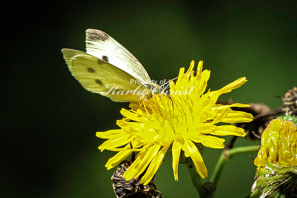 Cabbage White Butterfly 9 - August 14, 2023 Roy Lake State Park