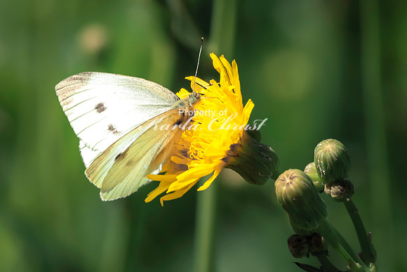 Cabbage White Butterfly 15 - August 14, 2023 Roy Lake State Park