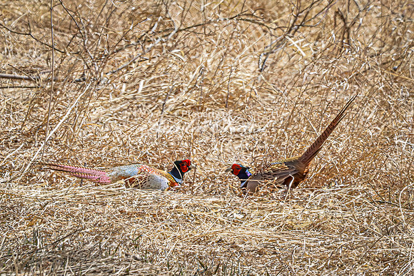 Ring-necked Pheasant, Male 27 - April 11, 2025 - Sioux Poinsett Game Production Area