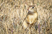 Thirteen-lined ground squirrel 45 - April 11, 2025 - Mickelson Wetland Memorial
