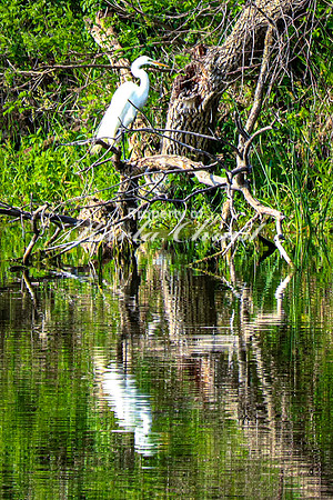 Great Egret 2- June 14, 2023 Oakwood Lakes State Park South Dakota