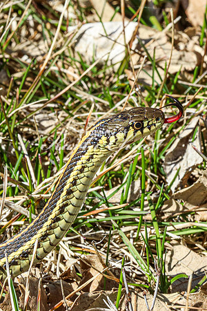Garter Snake 3 - April 12, 2024 Oakwood Lakes State Park South Dakota