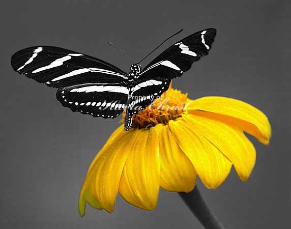 Zebra Longwing on Yellow Flower - August 12, 2009