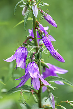 Creeping  Bellflower 2 - July 02, 2024 Rural Minnesota