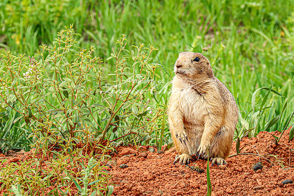 Black-tailed Prairie Dog 92 - June 12, 2023 Custer State Park South Dakota