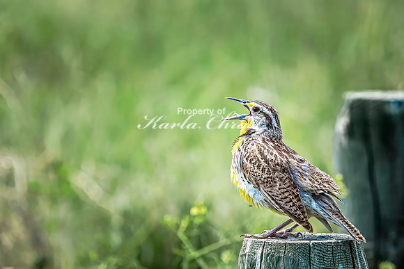 Western Meadowlark 25 - June 07, 2024 - Keyhole State Park Wyoming