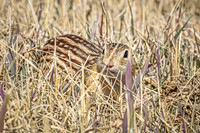 Thirteen-lined ground squirrel 44 - April 11, 2025 - Mickelson Wetland Memorial