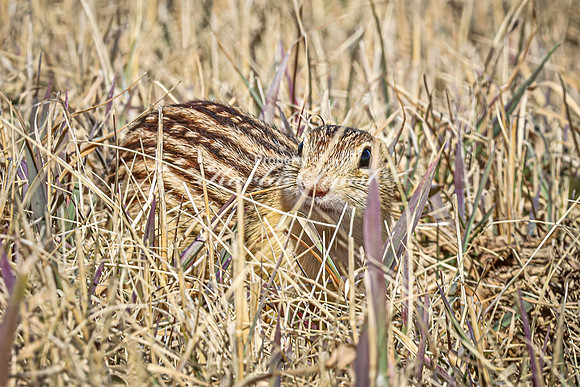 Thirteen-lined ground squirrel 44 - April 11, 2025 - Mickelson Wetland Memorial