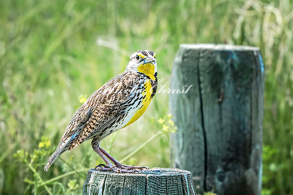 Western Meadowlark 15 - June 07, 2024 - Keyhole State Park Wyoming