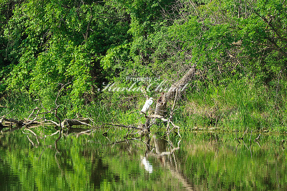 Great Egret 4- June 14, 2023 Oakwood Lakes State Park South Dakota
