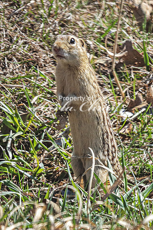 Thirteen-lined ground squirrel 21 - April 12, 2024 Oakwood Lakes State Park South Dakota