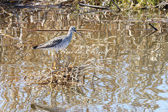 Greater Yellowlegs 18 - April 11, 2025 - Oakwood Lakes State Park South Dakota