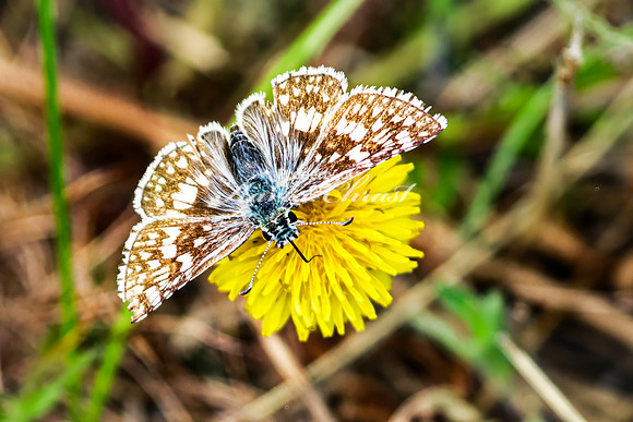 Common Checkered Skipper 15 - June 7, 2024 Keyhole State Park Wyoming