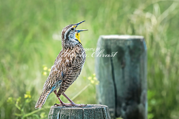 Western Meadowlark 18 - June 07, 2024 - Keyhole State Park Wyoming