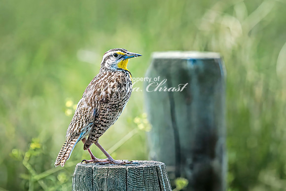 Western Meadowlark 19 - June 07, 2024 - Keyhole State Park Wyoming