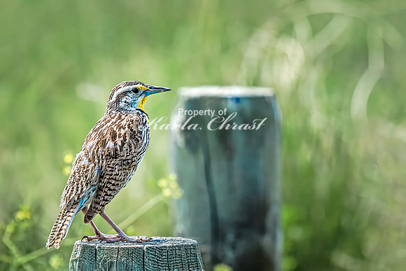 Western Meadowlark 20 - June 07, 2024 - Keyhole State Park Wyoming