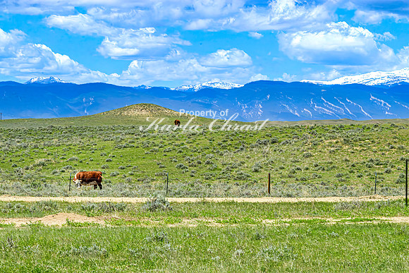 Crazy Woman Crossing 15 - June 5, 2024 Wyoming